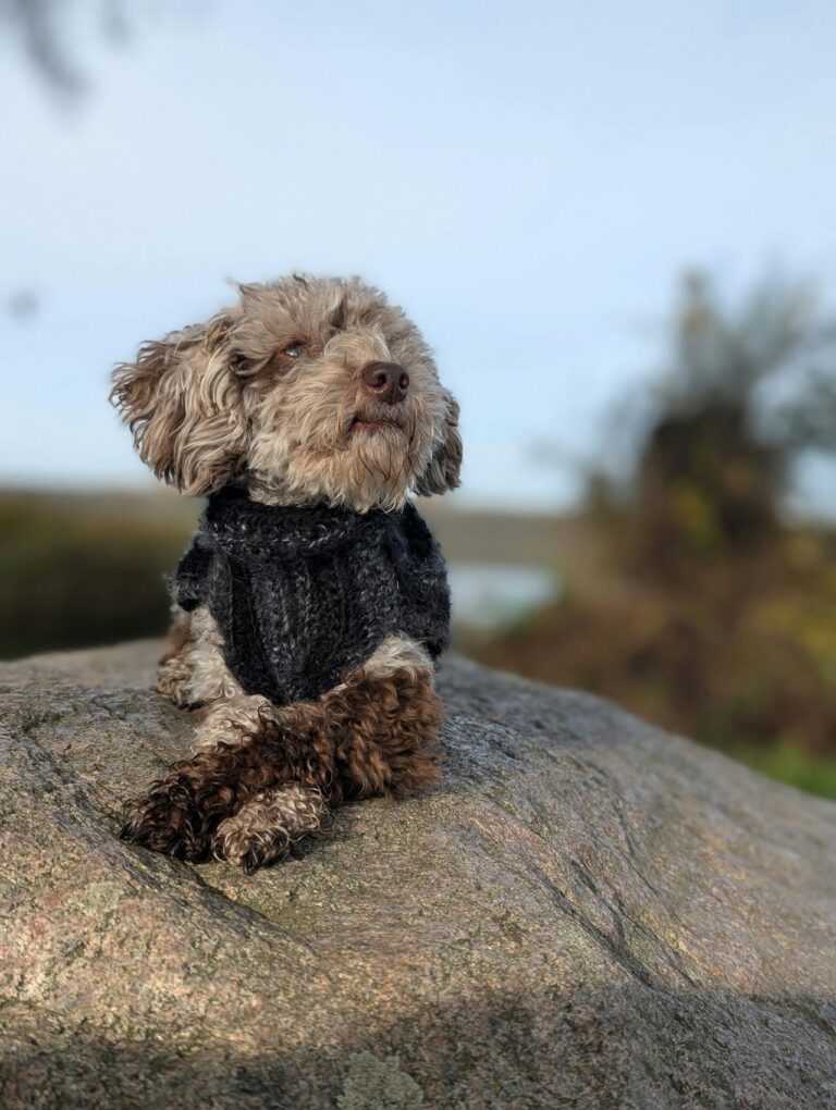 Het perfecte patroon voor een jasje voor je hond