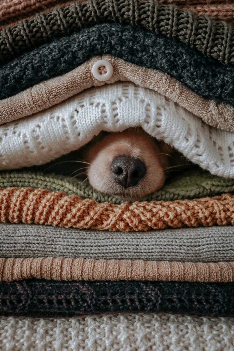 Stijlvol en warm: hoe je een perfecte trui breit voor hondenrassen zoals de labradoodle en maltipoo